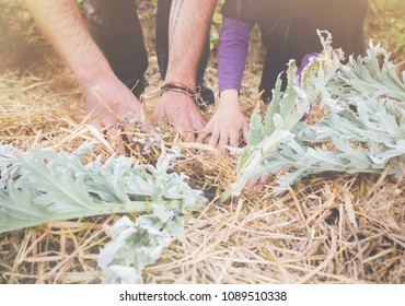 four hands plant a vegetable in the straw, permaculture