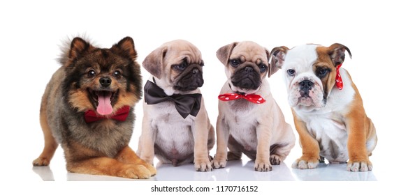 Four Happy Stylish Dogs Different Breeds Stock Photo 1170716152 ...