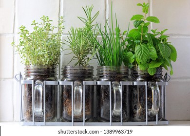 Four Herbs Thyme, Rosemary, Chives And Mint Growing In Glass Jars Sat On A Kitchen Window Sill.