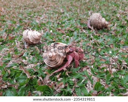 four hermit crabs are walking in the garden behind my house 