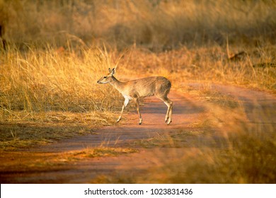 Four Horned Antelope, Tetracerus Quadricornis Or Chousingha, Bandhavgarh Tiger Reserve