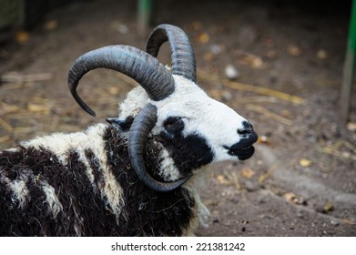 398 Four Horn Sheep Images, Stock Photos & Vectors | Shutterstock