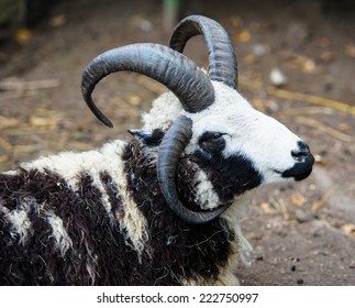 398 Four Horn Sheep Images, Stock Photos & Vectors | Shutterstock