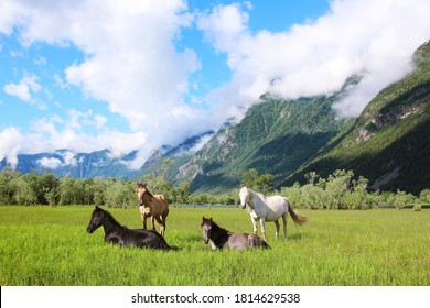 Four horses of different colors: white, gray, brown and black graze among the Altai mountains