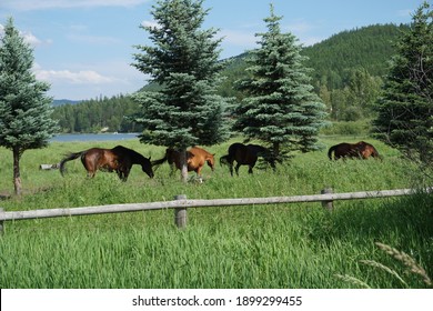 Four Horses Near Whitefish Lake