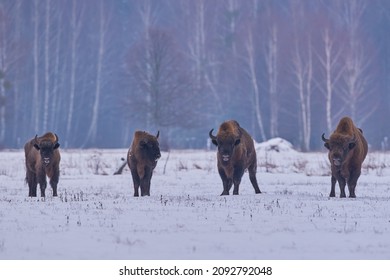 Four isolated European bison in cold temperatures in Bialowieza forest