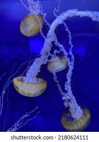 Four Jelly Fish Swimming Together 