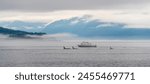 Four killer whales or orca (Orcinus orca) on whale watching tour with boat and tourist people, Telegraph Cove, Vancouver Island, Canada.