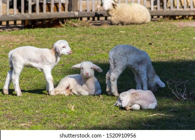 Four lambs on grass in various situations with adult sheep in background