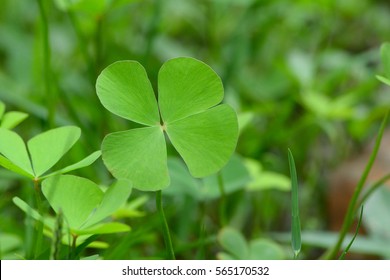 Four Leaf Clover