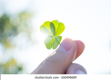 Four Leaf Clover And Blue Sky