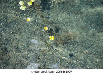 Four Leaf Clover In Clear Lake Water