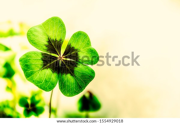 Four Leaf Clover Free Space Text Stock Photo Edit Now