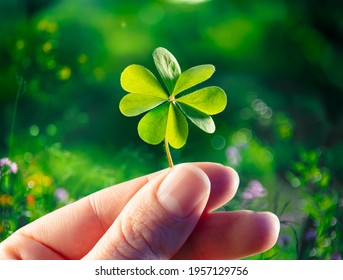 Four Leaf Clover - Good Luck - Hands Hold Lucky Shamrock