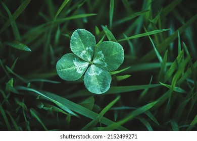 Four leaf clover growing in green grass, lucky charm and good luck concept, copy space - Shutterstock ID 2152499271