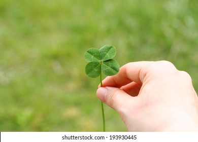 A Four Leaf Clover In Hand