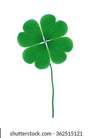 Four Leaf Clover Isolated On White Background