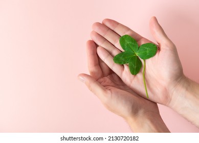 A four leaf clover in male's hands on a pink background. Good for luck or St. Patrick's day. Shamrock, symbol of fortune, happiness and success. Holding good luck in hands. Make a wish. Copy space.