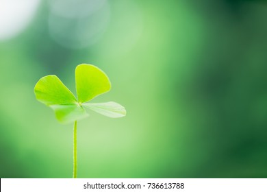 Four Leaf Clover With Nature Background