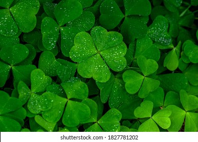 four leaf clover on green shamrock background - Shutterstock ID 1827781202