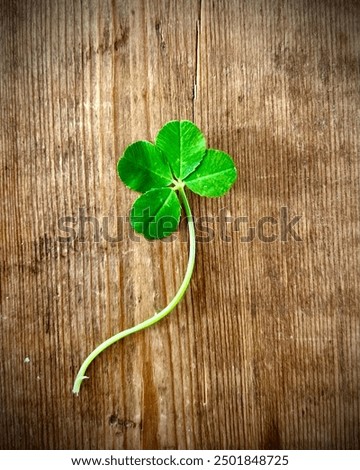 Four leaf clover on rustic wooden background. St Patrick’s day. Real genuine 4 leaved clover found in UK. Brings good luck and fortune to the recipient. 