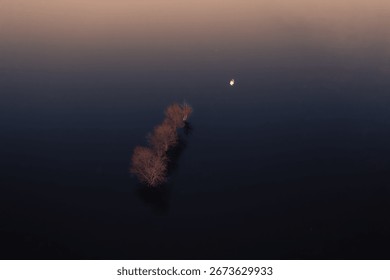 Four leafless trees stand in calm water. The sky has a gradient from dark to light. A small white object floats nearby.