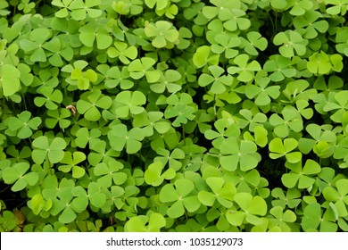 Four leaved lucky clover outside - Shutterstock ID 1035129073
