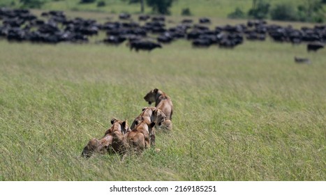 Four Lionesses Sit In The Grassland Watching A Herd Of Buffalo. View Is From The Behind The Cats Whilst They Prey Graze Done The Hill Oblivious Of The Danger.