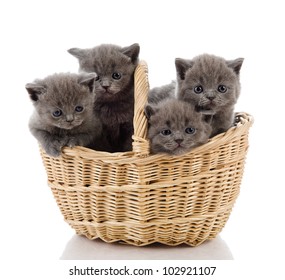 four little british kittens cat sitting in basket. isolated on white background