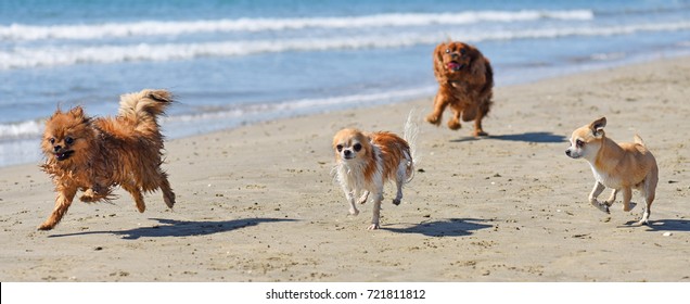 four little dogs running on the beach