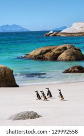 Four little penguins on beautiful beach. Shot in the Boulders Beach Nature Reserve, near Cape Town, Western Cape, South Africa.