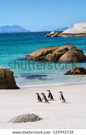 Four little penguins on beautiful beach. Shot in the Boulders Beach Nature Reserve, near Cape Town, Western Cape, South Africa.