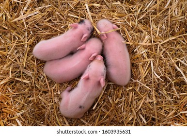 Four Little Pink Piglets Cuddle Together