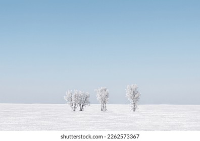 four lone trees stand in the middle of a flat snowy field in winter under a blue sky - Shutterstock ID 2262573367