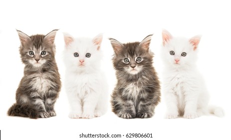 41,423 Maine coon kitten Images, Stock Photos & Vectors | Shutterstock