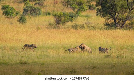 Four Male Lions Fighting For Territory, Pilanesberg National Park, South Africa.