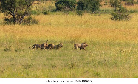 Four Male Lions Fighting For Territory, Pilanesberg National Park, South Africa.