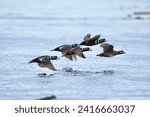 Four males and a female harlequin duck fly low to the sea on a Fall morning, Clover Point, Victoria, British Columbia