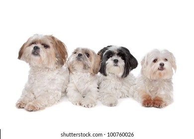 Maltese Shih Tzu Images Stock Photos Vectors Shutterstock