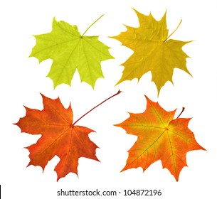 574,403 Green maple leaf Images, Stock Photos & Vectors | Shutterstock