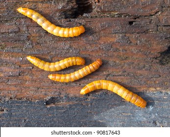 Four Meal Worms Background Detail