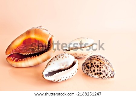 Four mollusk shells, Cassis rufa, turbo petholatus, on an orange background