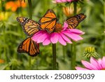 Four monarch butterflies (Danaus plexippus) on a purple coneflower (Echinacea purpurea) in a zoo live butterfly exhibit.