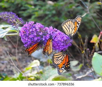 Four Monarch Butterflies On A Butterfly Bush In A Garden