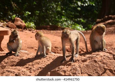 Four monkeys