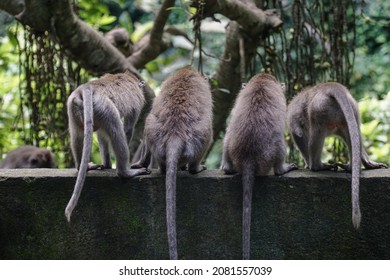                                      Four monkeys sitting backwards on the wall in Monkey Forest in Ubud. 