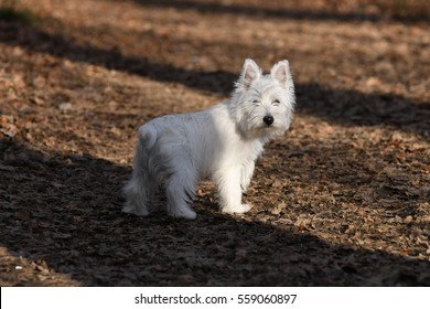 Four months old West Highland White Terrier