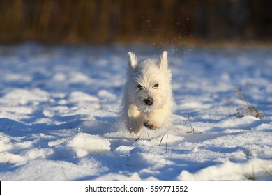 Four months old West Highland White Terrier runs through the snow.