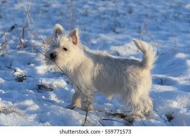 Four months old West Highland White Terrier in the snow.