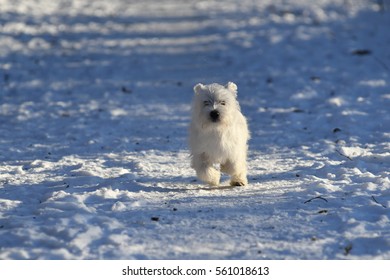 Four months old West Highland White Terrier running in the snow